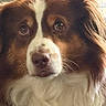 dog, puppy, brown_and_white, fluffy, long_hair, close_up, portrait, face, eyes, nose, whiskers, pet, canine, adorable, indoors, window, sunlight, warm_lighting, fur, looking_at_camera