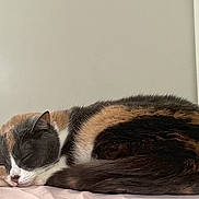 Blossom joined the competition — help win amazing prizes! cat, calico_cat, sleeping_cat, pet, animal, indoor, curled_up, bedding, soft, fur, whiskers, paw, cozy, nap, domestic_cat, portrait, closeup, wall, relaxed, sleepy