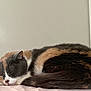 cat, calico_cat, sleeping_cat, pet, animal, indoor, curled_up, bedding, soft, fur, whiskers, paw, cozy, nap, domestic_cat, portrait, closeup, wall, relaxed, sleepy