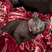 Neka is registered to the contest to win money with this photo: animal, blanket, cat, collar, comfort, cozy, cute, domestic, feline, fur, gray_cat, indoor, leather_couch, patterned_blanket, pet, red_blanket, relaxed, resting, soft_texture, warm