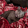 animal, blanket, cat, collar, comfort, cozy, cute, domestic, feline, fur, gray_cat, indoor, leather_couch, patterned_blanket, pet, red_blanket, relaxed, resting, soft_texture, warm