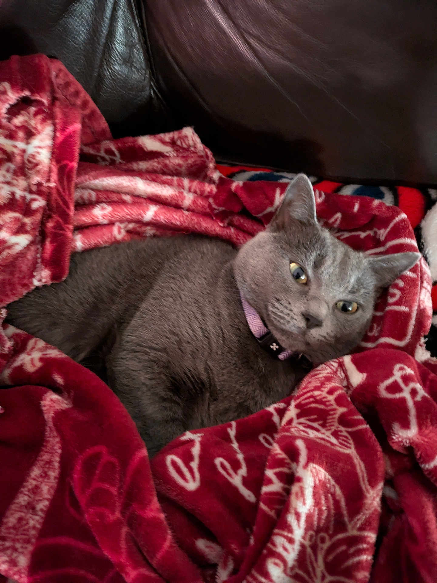Neka is registered to the contest to win money with this photo: animal, blanket, cat, collar, comfort, cozy, cute, domestic, feline, fur, gray_cat, indoor, leather_couch, patterned_blanket, pet, red_blanket, relaxed, resting, soft_texture, warm