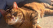 Dixie participe au concours pour gagner de l'argent avec cette photo : cat, tabby, feline, pet, animal, lying_down, lounging, sunlight, sunbathing, indoors, floor, warm_lighting, striped_fur, whiskers, green_eyes, pink_nose, ears, paws, relaxed, portrait