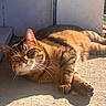 cat, tabby, feline, pet, animal, lying_down, lounging, sunlight, sunbathing, indoors, floor, warm_lighting, striped_fur, whiskers, green_eyes, pink_nose, ears, paws, relaxed, portrait