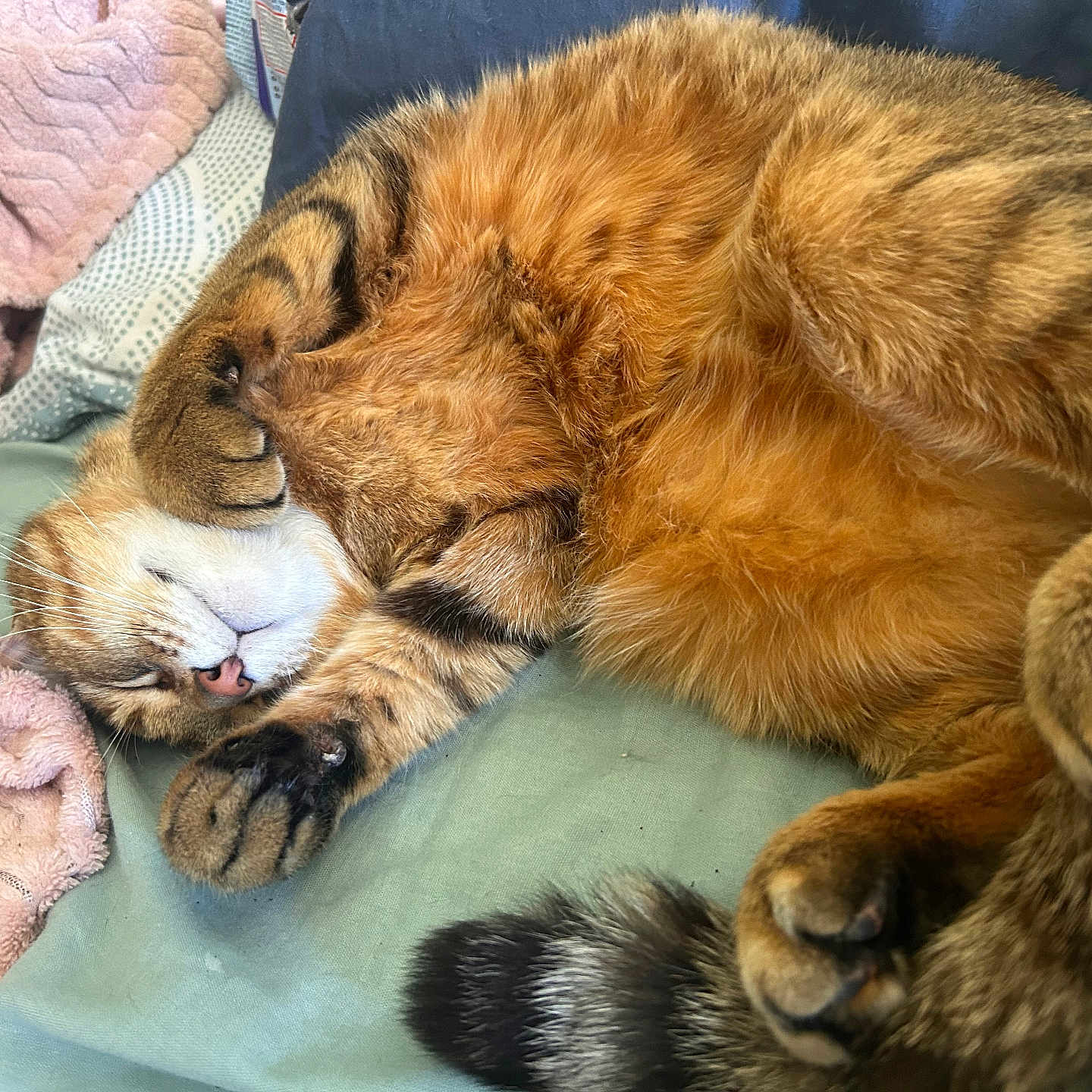 Dixie participe au concours pour gagner de l'argent avec cette photo : cats, felines, two_cats, cuddling, sleeping, relaxed, cozy, blanket, bed, indoors, fur, fluffy, tabby, calico, paws, whiskers, close_up, pet, nap, adorable