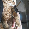 Dixie participe au concours pour gagner de l'argent avec cette photo : cat, tabby_cat, pet, animal, feline, brown_fur, striped_fur, whiskers, green_eyes, pointed_ears, paws, portrait, being_held, human_hand, indoors, chair, close_up, vertical_photo, relaxed, cute