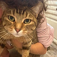 Dixie participe au concours pour gagner de l'argent avec cette photo : cat, tabby_cat, pet, animal, child, hugging, indoor, portrait, close_up, fur, whiskers, green_eyes, striped_fur, brown_cat, pink_clothing, window, blinds, tile_floor, cuddling, photography