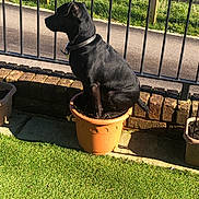 Reggie joined the competition — help win amazing prizes! animal, black_dog, brick_wall, collar, curious, daylight, dog, fence, flower_pot, funny_pose, garden, grass, nature, outdoor, pet, plant_pot, side_view, sitting, small_dog, sunlight