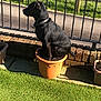 animal, black_dog, brick_wall, collar, curious, daylight, dog, fence, flower_pot, funny_pose, garden, grass, nature, outdoor, pet, plant_pot, side_view, sitting, small_dog, sunlight