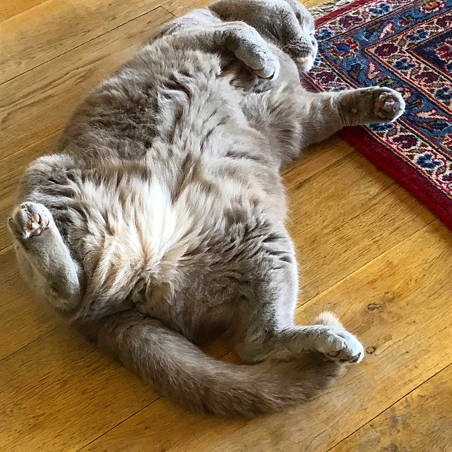 Bluebell joined the competition — help win amazing prizes! abyssinian, animal, architecture, building, cat, couch, furniture, hardwood, homedecor, indoors, interiordesign, kitten, livingroom, manx, person, pet, room, sleeping, stainedwood, wood