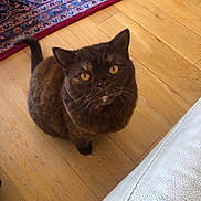 Willow is registered to the contest to win money with this photo: amber_eyes, animal, cat, couch, cozy, curious, domestic_animal, feline, flooring, fur, home, indoor, looking_up, patterned_rug, pet, rug, tail, tortoiseshell, whiskers, wooden_floor