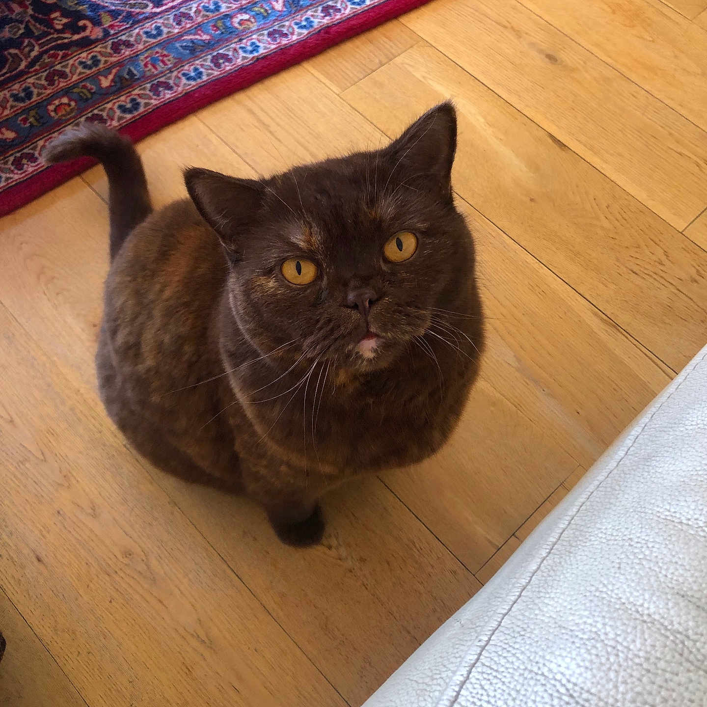 Willow is registered to the contest to win money with this photo: amber_eyes, animal, cat, couch, cozy, curious, domestic_animal, feline, flooring, fur, home, indoor, looking_up, patterned_rug, pet, rug, tail, tortoiseshell, whiskers, wooden_floor