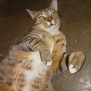 Rockie is registered to the contest to win money with this photo: cat, tabby, pet, animal, feline, lying_down, paws, fur, whiskers, indoor, floor, relaxed, cute, close_up, striped, white_belly, ears, green_eyes, domestic_cat, playful