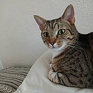Rockie joined the competition — help win amazing prizes! animal, blanket, cat, closeup, comfortable, cozy, curious, ears, face, feline, fur, green_eyes, home, indoor, pattern, pet, pillow, resting, tabby, whiskers