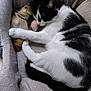 Bebe is registered to the contest to win money with this photo: animal, black_and_white, cat, cozy, cute, domestic, fabric, fur, indoor, mammal, nap, pattern, paw, pet_bed, plush, relaxing, resting, sleeping, toy, whiskers