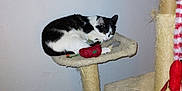 Bebe joined the competition — help win amazing prizes! animal, black_and_white, cat, cat_toys, cat_tree, cozy, domestic, feline, fur, household, indoor, pet, plush, relaxed, resting, scratching_post, thermostat, toy_mouse, vent, wall