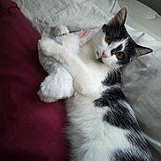 Bebe is registered to the contest to win money with this photo: cat, black_and_white, pet, bed, stuffed_animal, toy, hugging, feline, indoor, cozy, curious, lying_down, fur, whiskers, ears, comfort, sleep_area, soft_texture, animal, resting