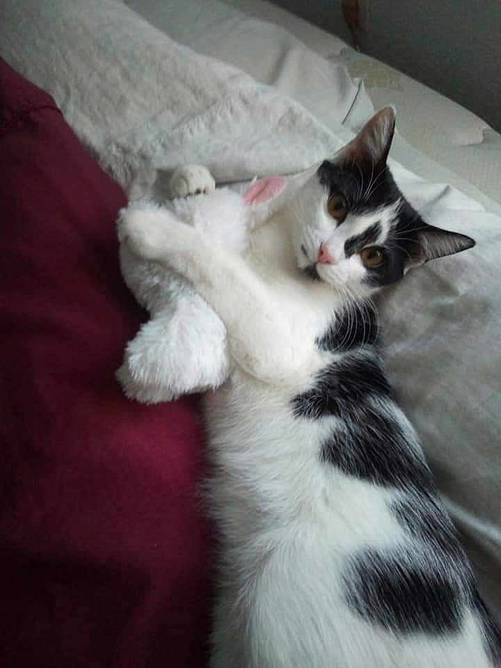 Bebe
