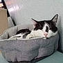 Bebe is registered to the contest to win money with this photo: animal, black_and_white, cat, comfort, cozy, cute, domestic, feline, fur, gray, home, indoor, nap, peaceful, pet_bed, quiet, relaxed, resting, sleeping, soft