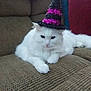 Molly joined the competition — help win amazing prizes! cat, white_cat, fluffy, couch, furniture, hat, witch_hat, purple, black, pet, animal, indoor, relaxed, costume, holiday, halloween, cute, laying_down, domestic_cat, feline