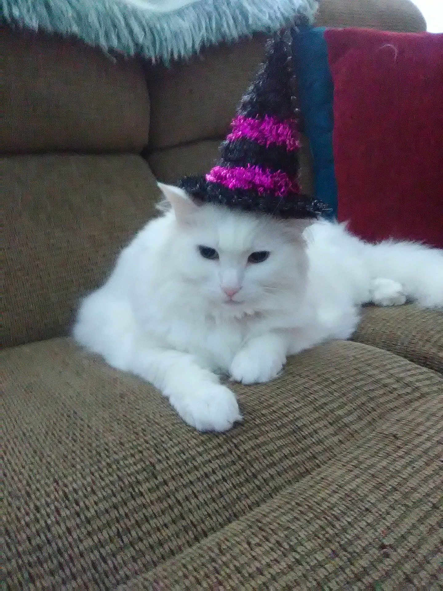 Molly