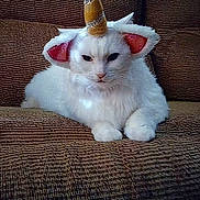 Molly is registered to the contest to win money with this photo: cat, white_cat, unicorn_costume, horn, ears, pet, animal, fluffy, couch, indoor, feline, cute, costume, resting, majestic, funny, portrait, domestic_animal, brown_background, relaxed