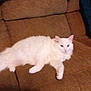 Molly is registered to the contest to win money with this photo: cat, white_cat, fluffy, couch, brown_couch, indoor, pet, relaxed, feline, fur, animal, resting, home, blanket, texture, soft, comfort, laying, ears, eyes