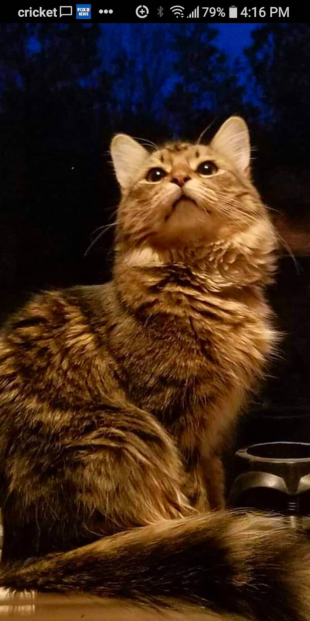 Azrael is registered to the contest to win money with this photo: carnivore, cat, claw, darkness, domestic_short_haired_cat, felidae, fur, paw, sitting, small_to_medium_sized_cats, snout, tail, terrestrial_animal, whiskers, wildlife, window, wood