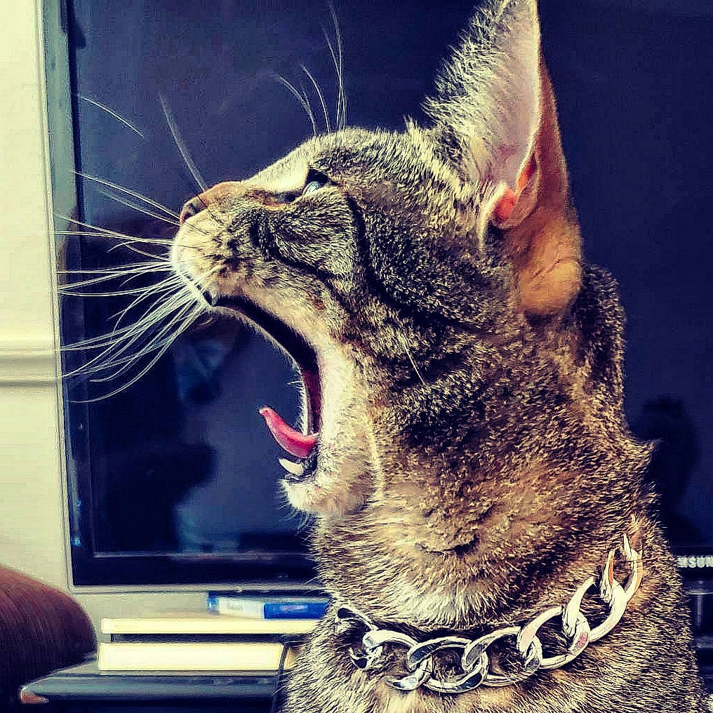 Douglas joined the competition — help win amazing prizes! carnivore, cat, computer_keyboard, ear, fang, felidae, happy, head, human_body, jaw, mammal, mouth, small_to_medium_sized_cats, snapshot, snout, tooth, vertebrate, whiskers, window, yawn