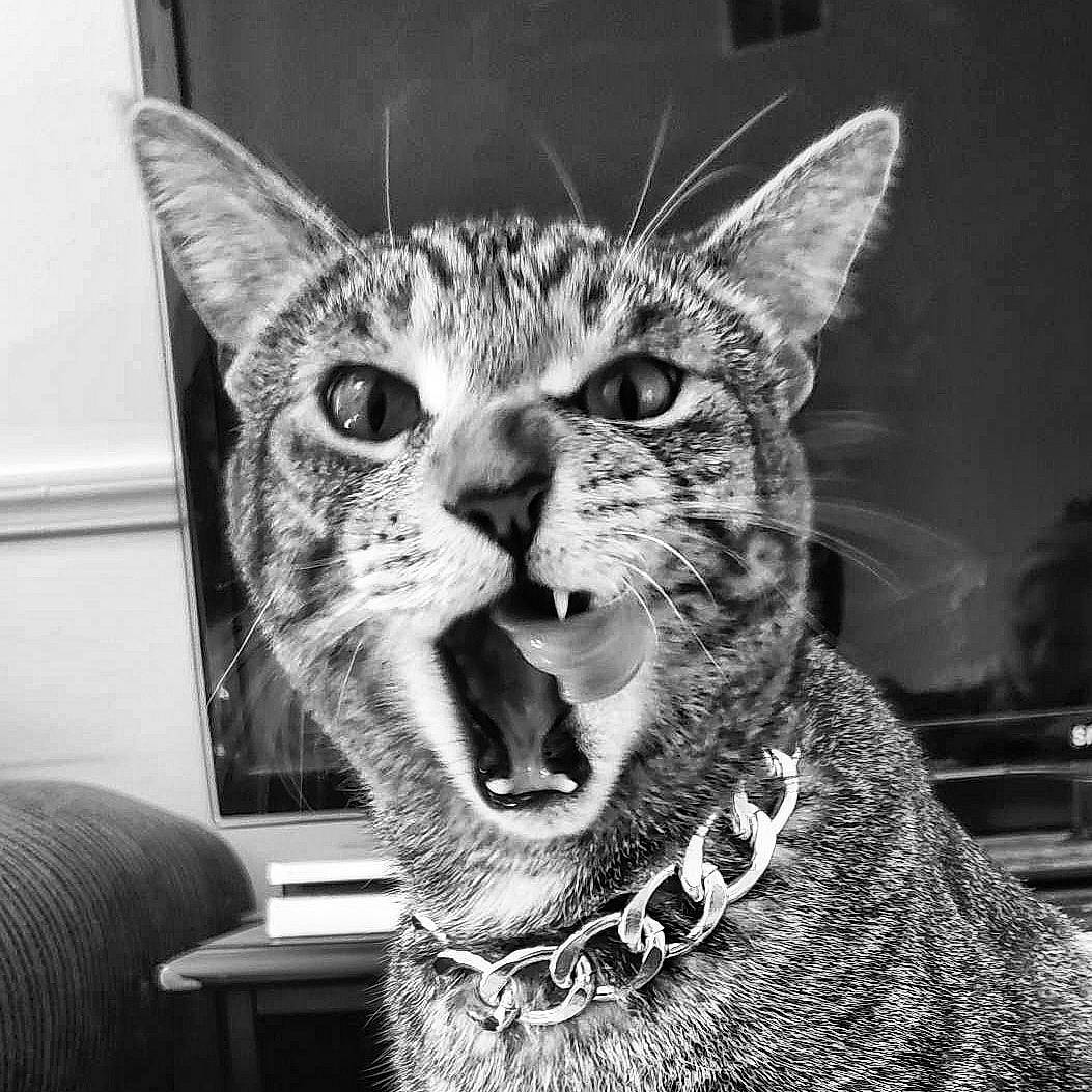 Douglas joined the competition — help win amazing prizes! black, black_and_white, carnivore, cat, eye, fang, felidae, grey, head, human_body, jaw, mammal, monochrome, monochrome_photography, photograph, small_to_medium_sized_cats, style, vertebrate, whiskers, yawn