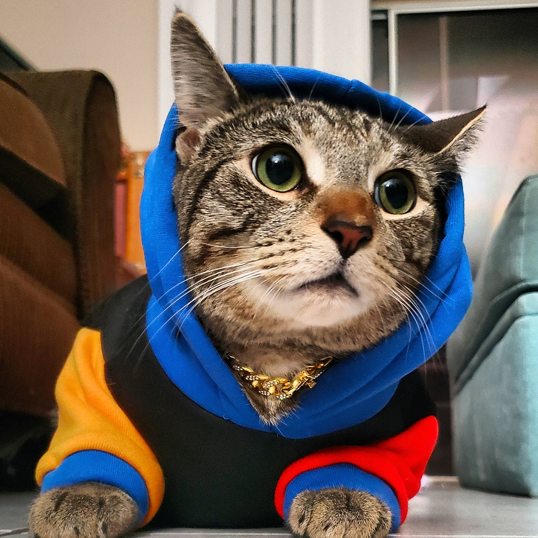 Douglas is registered to the contest to win money with this photo: carnivore, cat, domestic_short_haired_cat, electric_blue, fashion_accessory, felidae, fur, personal_protective_equipment, photo_caption, small_to_medium_sized_cats, snout, whiskers