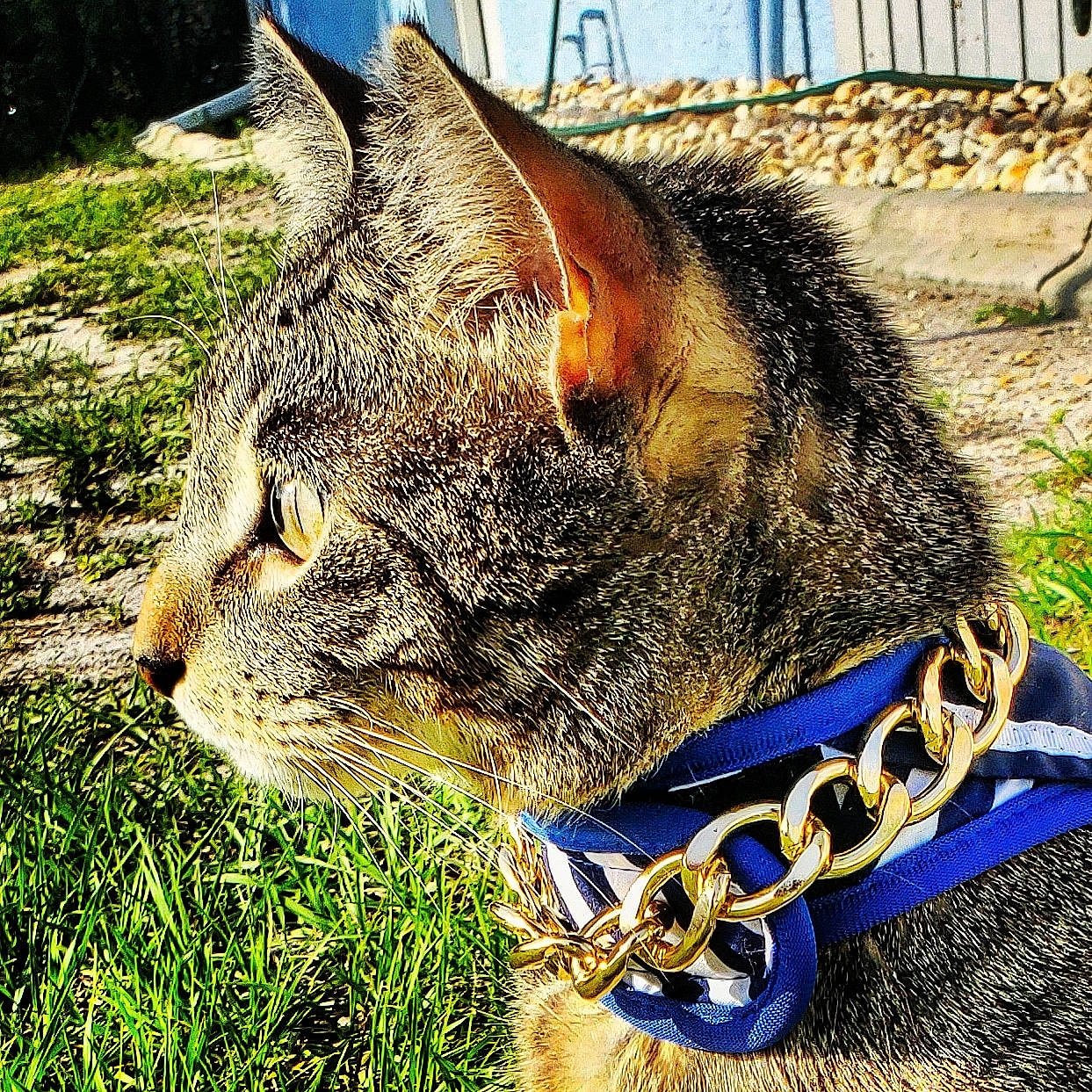 Douglas is registered to the contest to win money with this photo: canidae, carnivore, cat, collar, domestic_short_haired_cat, electric_blue, eyewear, fashion_accessory, fawn, felidae, fur, grass, jewellery, metal, plant, small_to_medium_sized_cats, snout, tail, terrestrial_animal, whiskers