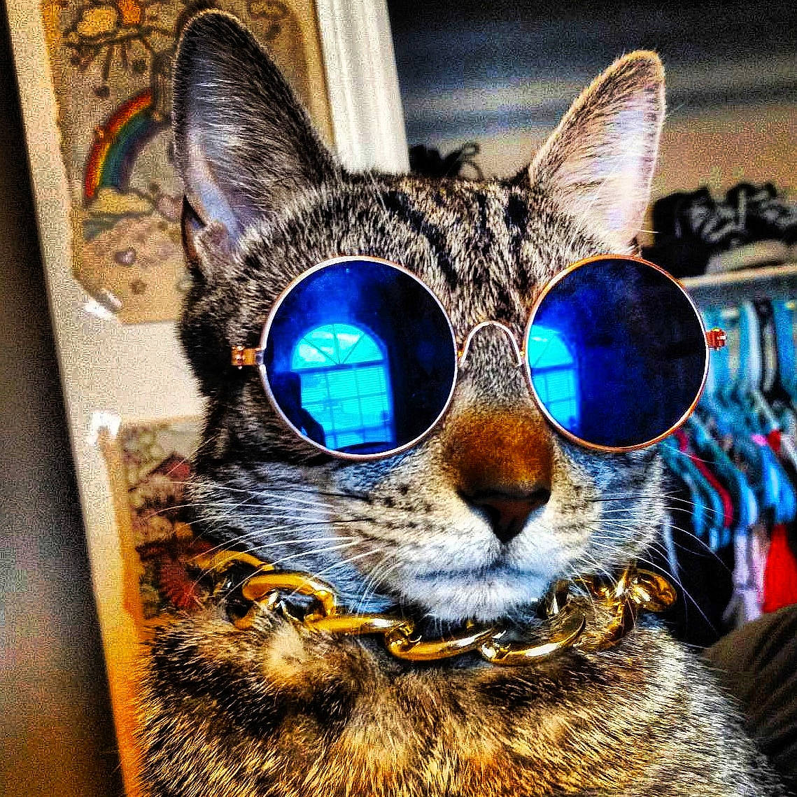 Douglas is registered to the contest to win money with this photo: blue, carnivore, cat, close_up, collar, domestic_short_haired_cat, electric_blue, eyewear, felidae, fur, glasses, iris, photography, small_to_medium_sized_cats, snout, square, terrestrial_animal, vision_care, whiskers, wildlife