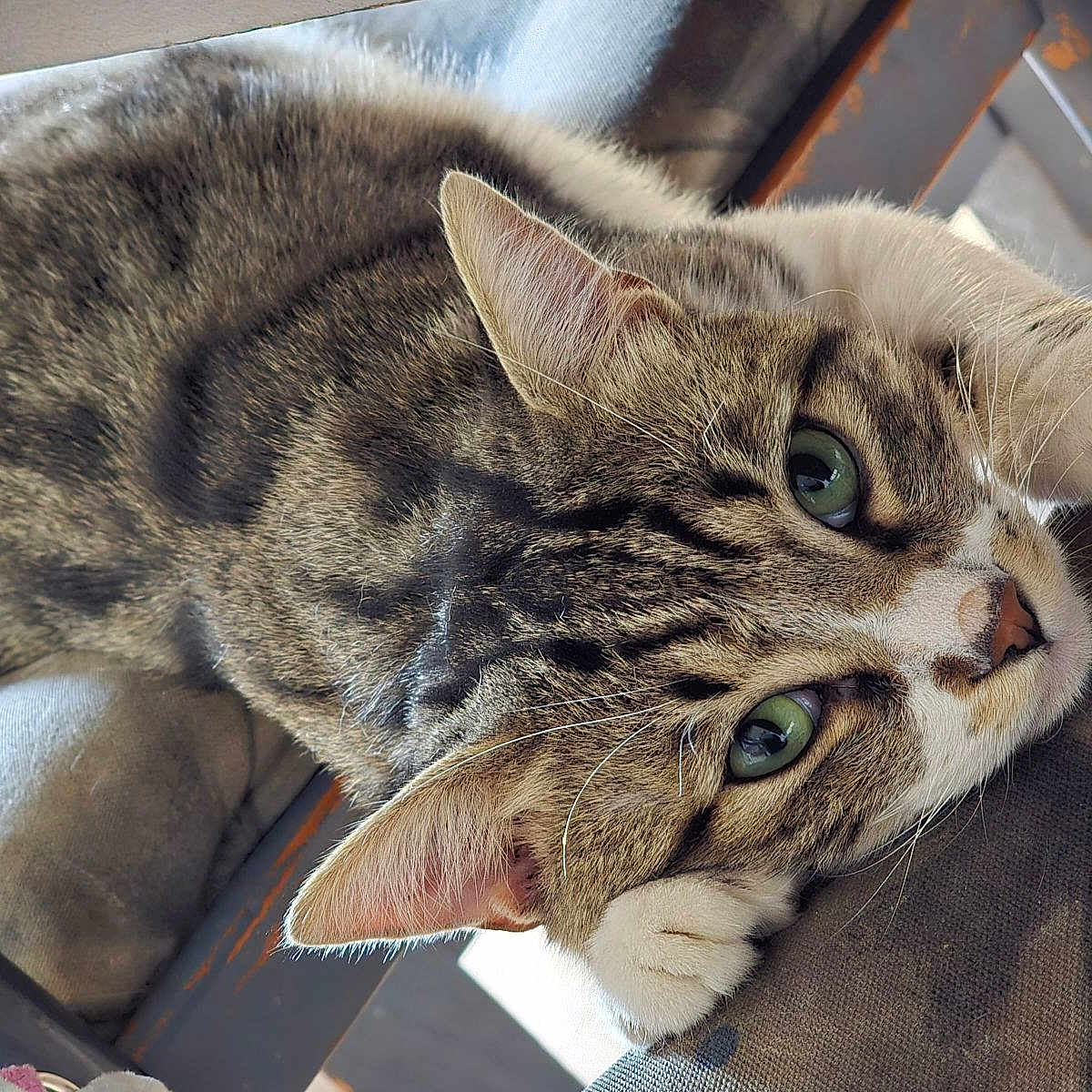 Lucky a rejoint le concours — aidez-le/la à gagner de superbes lots ! adorable, animal, cat, chair, close_up, cute, feline, fur, green_eyes, indoor, mammal, paws, pet, portrait, relaxed, resting, soft, striped, tabby, whiskers