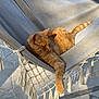 Zéphyr participe au concours pour gagner de l'argent avec cette photo : cat, ginger_cat, hammock, outdoor, sunlight, relaxed, pet, animal, paw, feline, shadow, texture, beige, stone_patio, resting, comfort, domestic_cat, nature, daylight, leisure