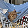 cat, ginger_cat, hammock, outdoor, sunlight, shadow, red_chair, stone_floor, relaxing, pet, animal, fur, paw, curious, cozy, home, resting, daylight, window, fabric
