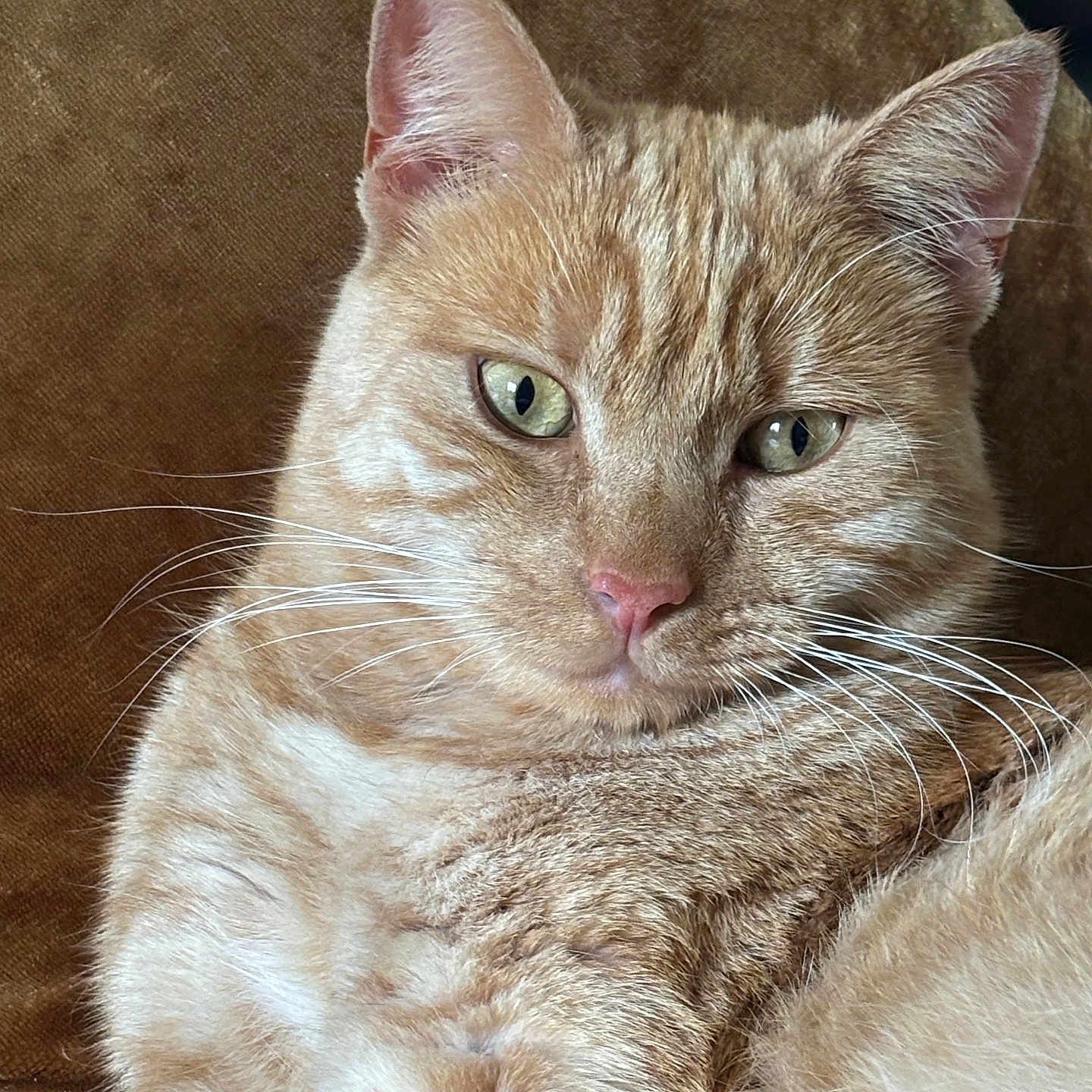 Zéphyr participe au concours pour gagner de l'argent avec cette photo : animal, cat, close_up, cushion, cute, domestic_cat, feline, fur, ginger_cat, green_eyes, indoor, mammal, pet, pink_nose, portrait, relaxed, resting, soft_texture, whiskers