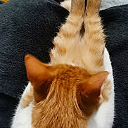 Krokmou participe au concours pour gagner de l'argent avec cette photo : cat, ginger_cat, white_cat, stretching, legs, fur, pet, animal, indoor, blanket, yellow_blanket, tiled_floor, relaxing, back_view, cute, feline, domestic_cat, resting, paws, cozy