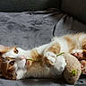 Krokmou a rejoint le concours — aidez-le/la à gagner de superbes lots ! cat, orange_and_white_cat, toy_mouse, playing, paws, whiskers, lying_down, blanket, cozy, pet, cute, indoor, feline, curious, claws, ears, nose, pink_paw_pads, fur, domestic_animal