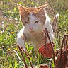 Krokmou participe au concours pour gagner de l'argent avec cette photo : cat, orange_cat, white_cat, outdoor, grass, plants, dry_leaves, nature, sunlight, bokeh, animal, pet, walking, closeup, feline, curious, young_cat, daylight, wildlife, mammal