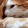 cat, ginger_cat, white_cat, close_up, paw, whiskers, knitted_fabric, cozy, snuggling, pet, animal, fur, cute, domestic_cat, resting, soft_light, texture, indoor, relaxed, sleepy