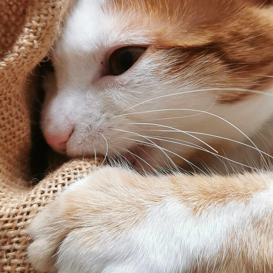 Krokmou participe au concours pour gagner de l'argent avec cette photo : cat, ginger_cat, white_cat, close_up, paw, whiskers, knitted_fabric, cozy, snuggling, pet, animal, fur, cute, domestic_cat, resting, soft_light, texture, indoor, relaxed, sleepy