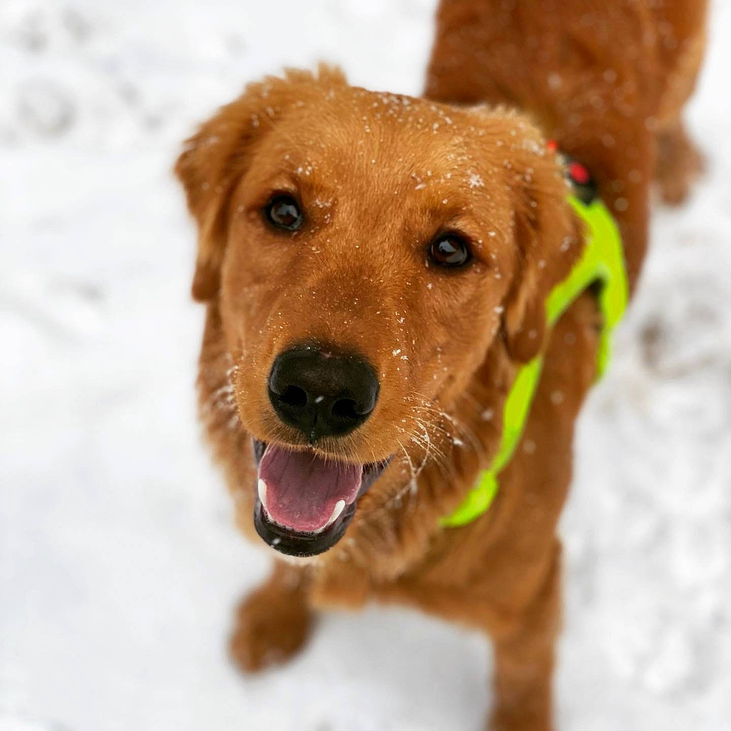 Remington is registered to the contest to win money with this photo: beige, brown, canidae, carnivore, collar, companion_dog, dog, dog_breed, dog_supply, fawn, liver, mammal, pet_supply, snout, snow, sporting_group, tongue, tooth, whiskers, working_animal