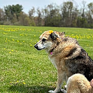 Macy joined the competition — help win amazing prizes! dog, grass, flower, field, outdoor, nature, pet, canine, spring, greenery, animal, sitting, fur, collar, yellow_flower, peaceful, daylight, trees, landscape, muzzle
