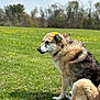 dog, grass, flower, field, outdoor, nature, pet, canine, spring, greenery, animal, sitting, fur, collar, yellow_flower, peaceful, daylight, trees, landscape, muzzle