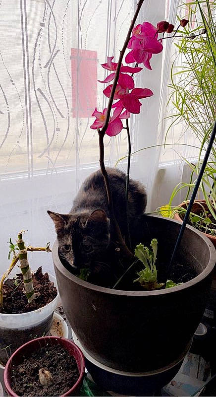 Star a rejoint le concours — aidez-le/la à gagner de superbes lots ! annual_plant, carnivore, cat, domestic_short_haired_cat, felidae, flower, flowering_plant, flowerpot, garden, grass, herb, herbaceous_plant, houseplant, petal, plant, small_to_medium_sized_cats, snapshot, tail, terrestrial_plant, whiskers