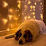 Mooky participe au concours pour gagner de l'argent avec cette photo : dog, lying_down, indoor, fairy_lights, wooden_floor, warm_lighting, cozy, relaxed, pet, brown_and_white, fur, calm, home, resting, decor, string_lights, quiet, companion, animal, floor