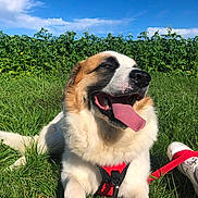 Mooky a rejoint le concours — aidez-le/la à gagner de superbes lots ! dog, canine, pet, grass, outdoor, nature, blue_sky, clouds, leash, harness, tongue_out, panting, happy, sunny, daytime, white_coat, brown_coat, shoe, footwear, greenery