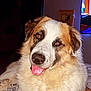 dog, pet, indoor, bed, smiling, tongue_out, fluffy, white_fur, brown_fur, animal, cute, companion, relaxed, canine, portrait, looking_at_camera, furniture, home, cozy, friendly