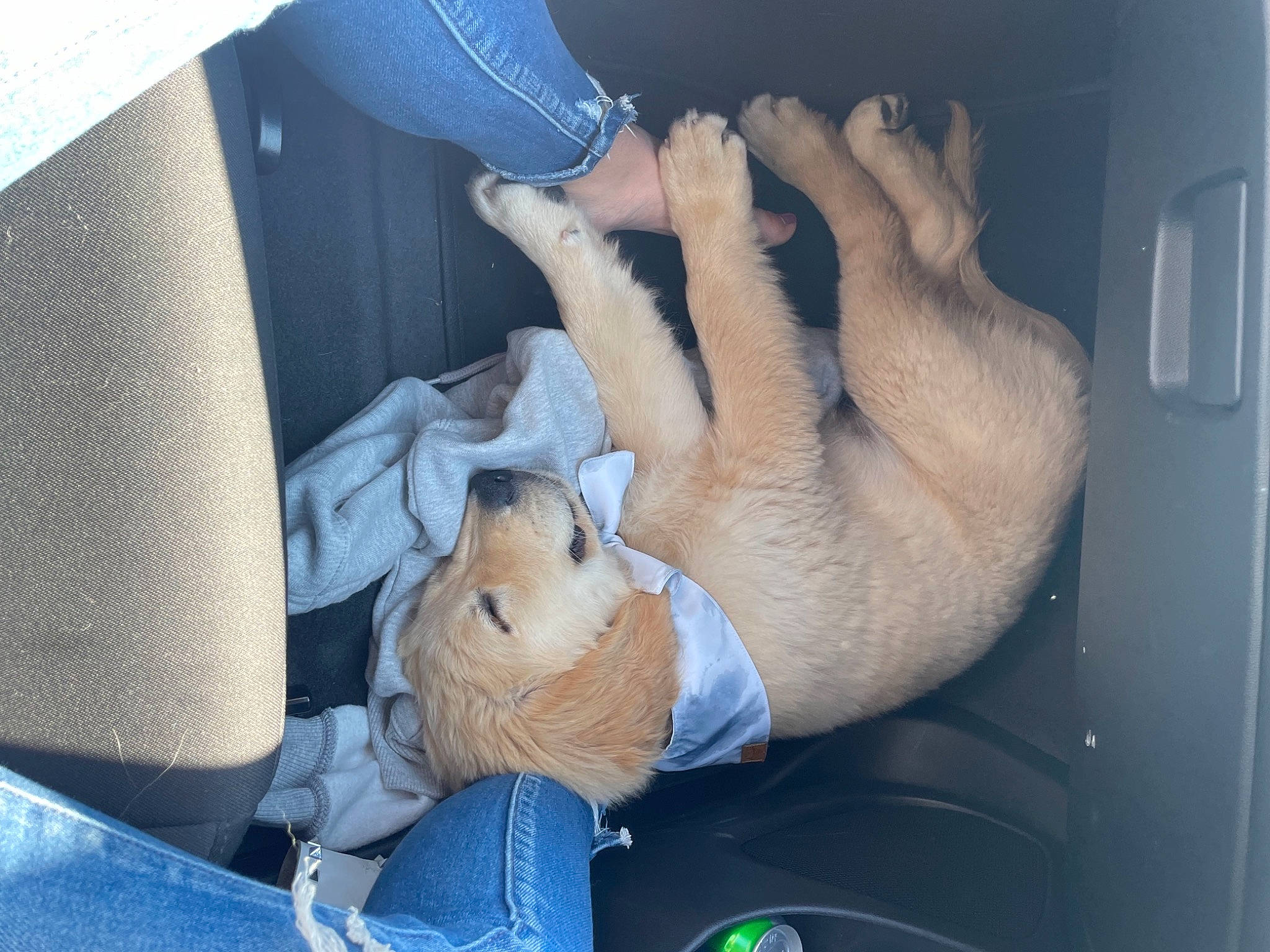 Dale joined the competition — help win amazing prizes! auto_part, canidae, car_seat, carnivore, comfort, companion_dog, dog_breed, fawn, felidae, fur, gesture, nap, paw, service, small_to_medium_sized_cats, sporting_group, stuffed_toy, tail, vehicle_door, whiskers